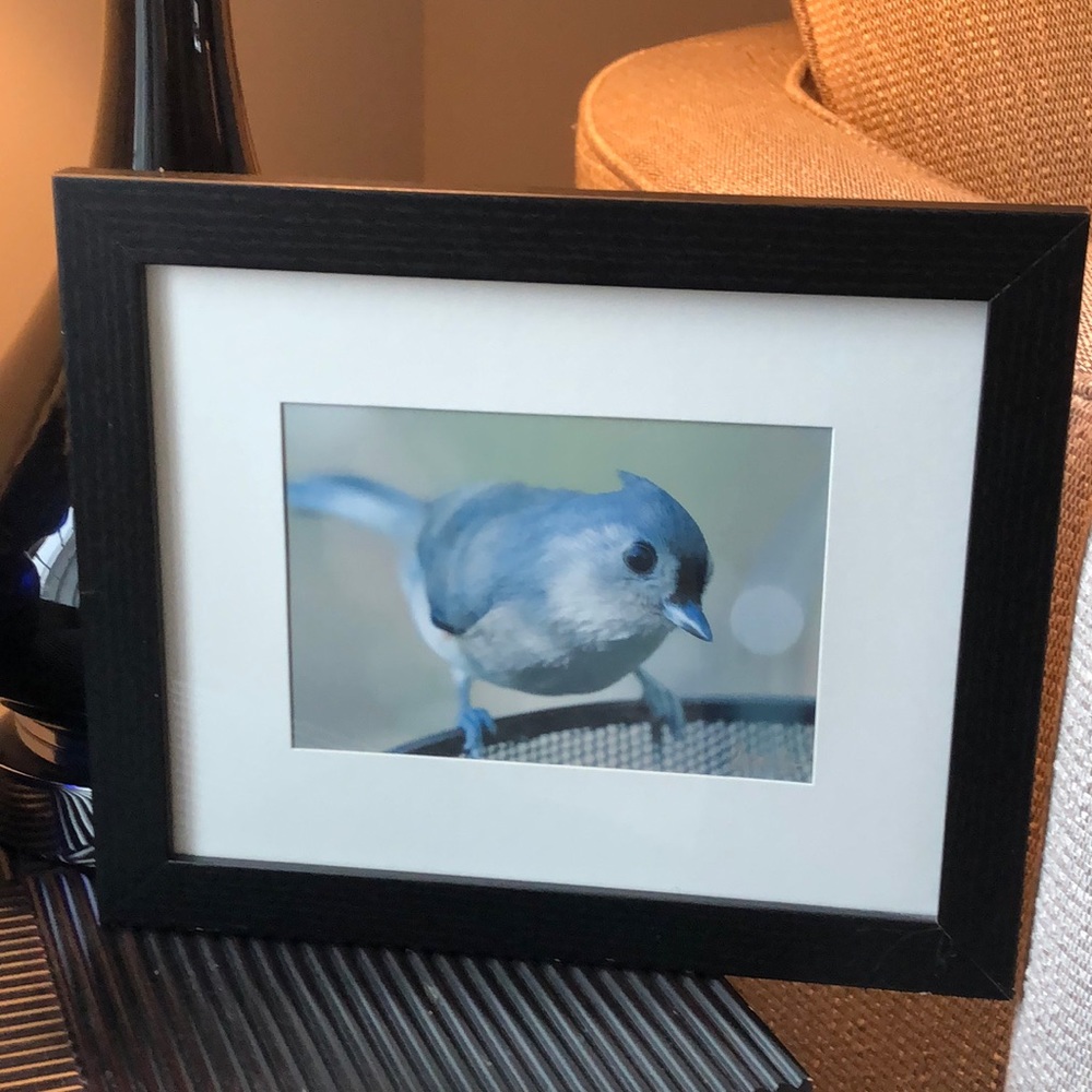 Tufted titmouse! Autographed, matted, glass framed, original photography!